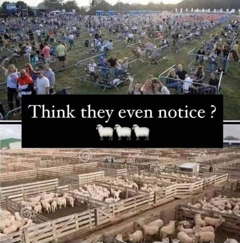 Think the sheep notice?.jpg