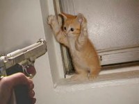 Kitten-gun.jpg